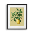 Tablou cu rama ce ilustreaza o creanga de lamai desenata pe un fundal galben cu o singura lamaie atarnand de ea vintage lemon