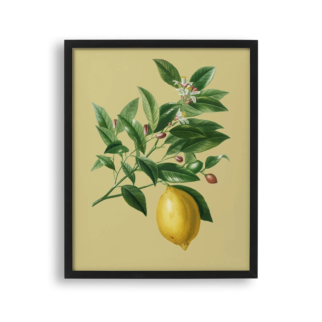 Tablou cu rama ce ilustreaza o creanga de lamai desenata pe un fundal galben cu o singura lamaie atarnand de ea vintage lemon