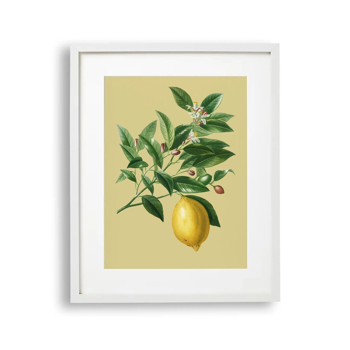 Tablou cu rama ce ilustreaza o creanga de lamai desenata pe un fundal galben cu o singura lamaie atarnand de ea vintage lemon