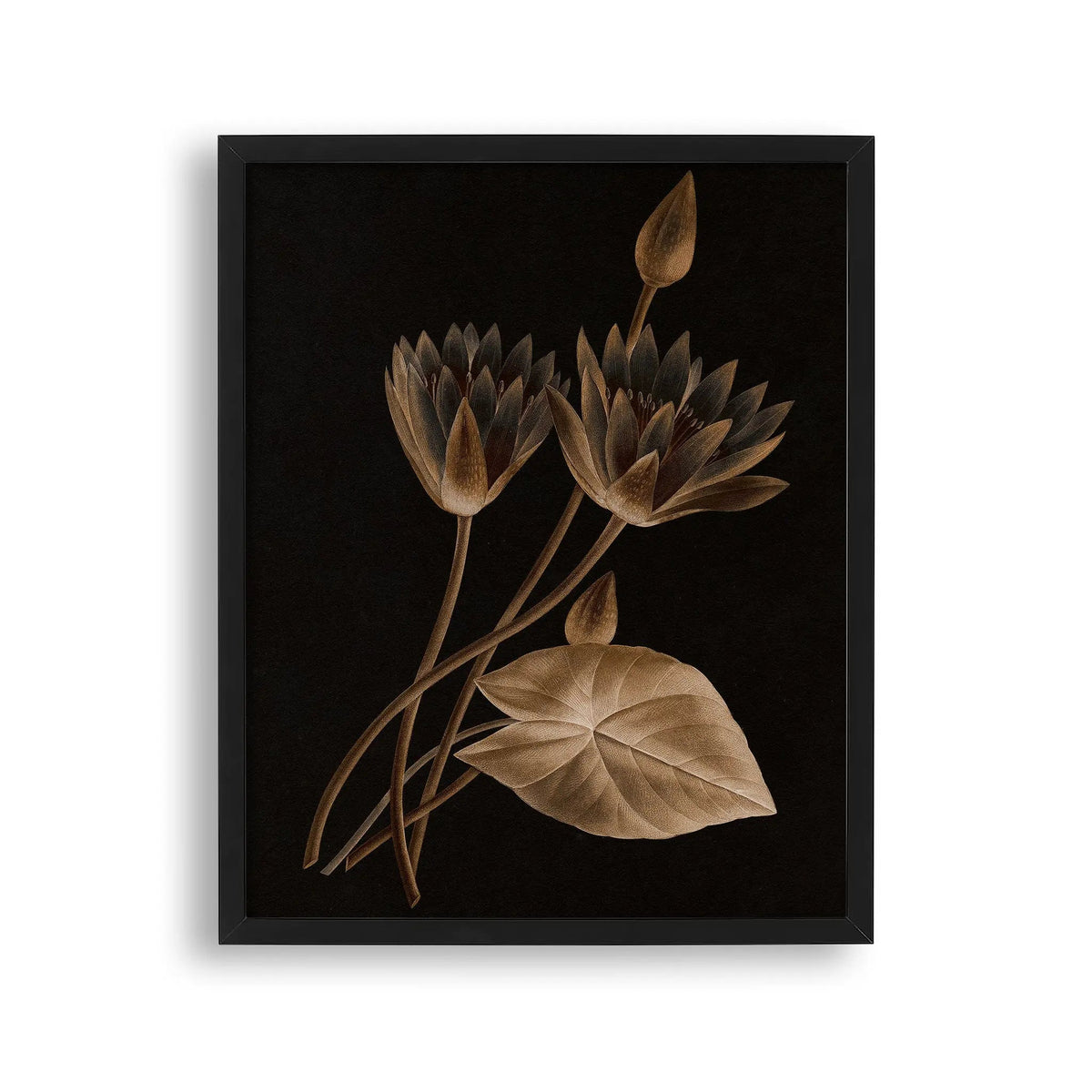 Tablou cu rama ce ilustreaza o floare de lotus egiptean sepia pe fundal negru egyptian lotus