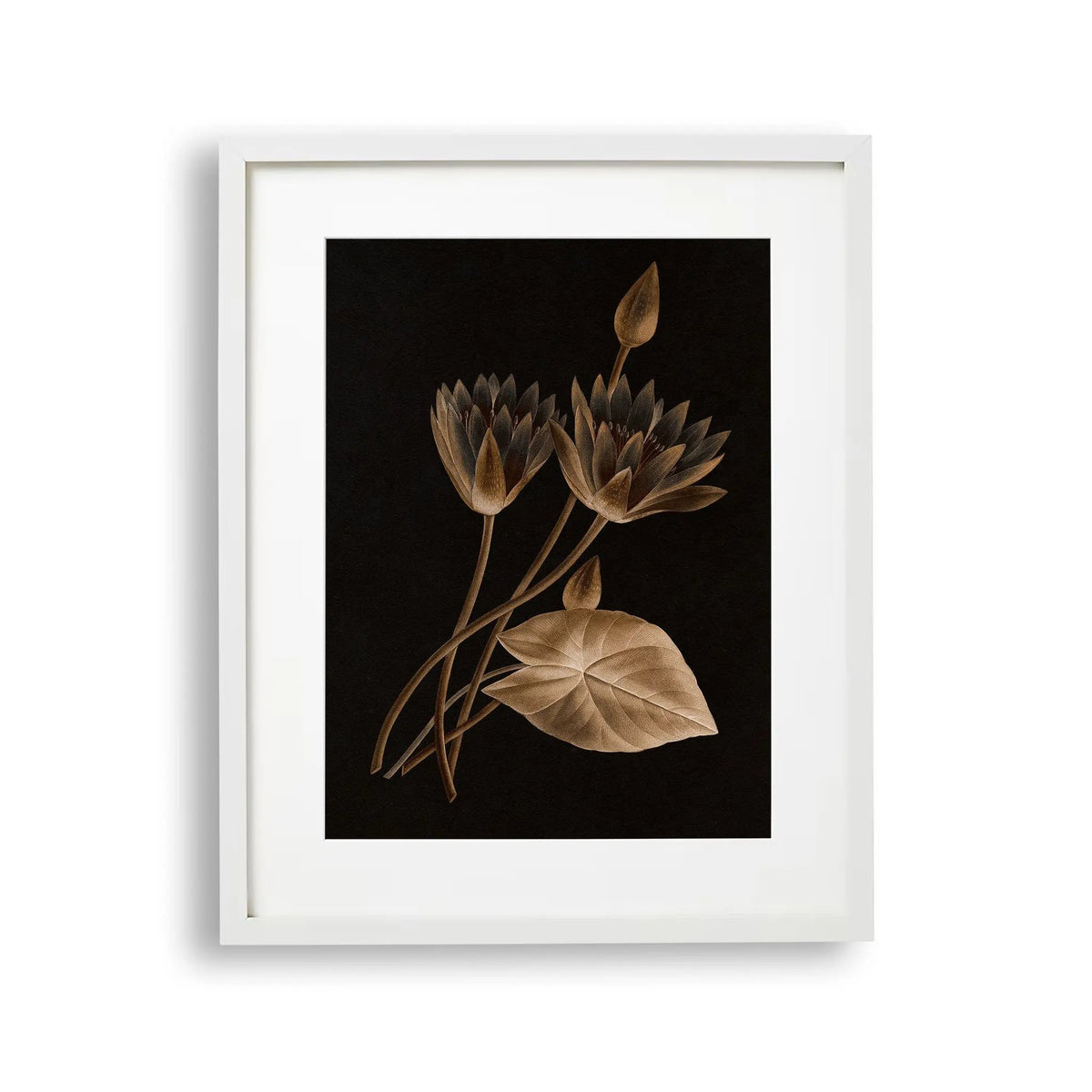 Tablou cu rama ce ilustreaza o floare de lotus egiptean sepia pe fundal negru egyptian lotus