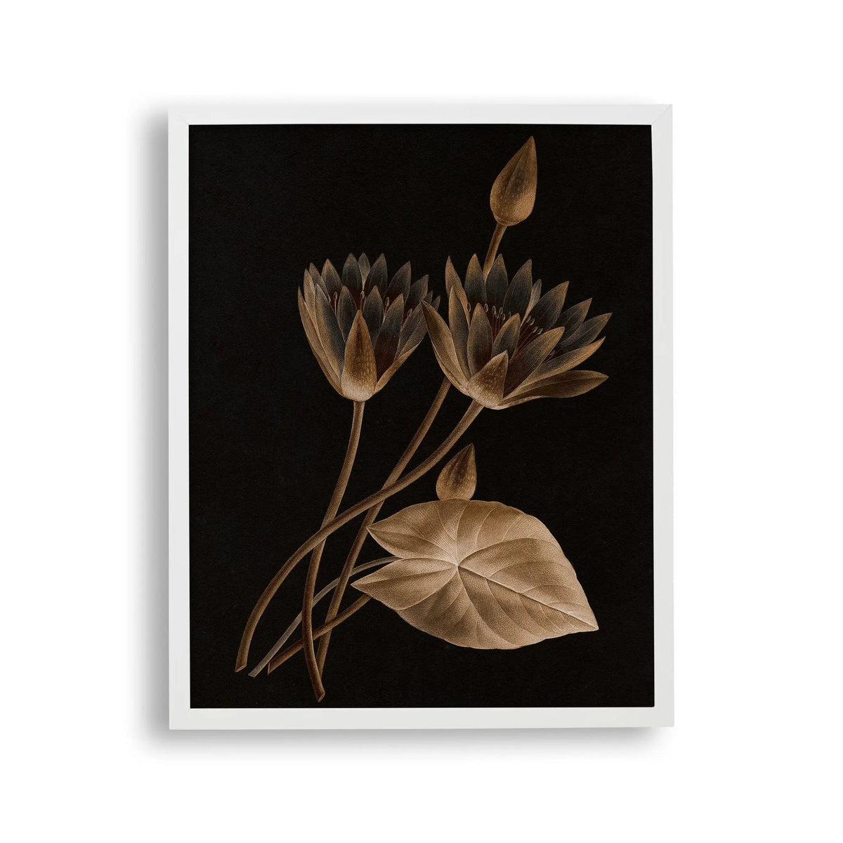 Tablou cu rama ce ilustreaza o floare de lotus egiptean sepia pe fundal negru egyptian lotus