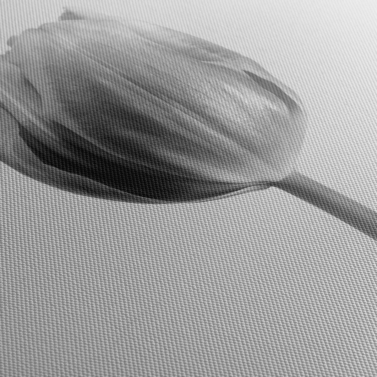 Tablou canvas ce prezinta o lalea alb negru soft tulip