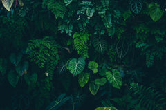 Tapet personalizat forest cu frunze verzi intr un fundal intunecat tropical dark