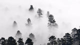 Tapet personalizat forest cu ceata densa alba white fog