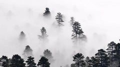 Tapet personalizat forest cu ceata densa alba white fog