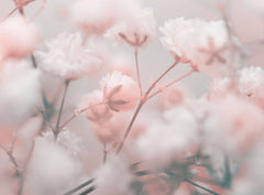 Fototapet Personalizat Floral cu foarea miresei roz - BLURRY PINK