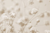 Fototapet Personalizat Floral cu floarea miresei in nuante sepia - SEPIA GYPSOPHILIA