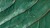 Tapet personalizat leaf cu picaturi de apa pe frunze verzi in detaliu water droplets