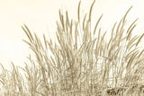 Fototapet personalizat leaf cu frunze si tulpini inalte de trestie in nuante aurii ideal pentru a adauga textura si un sentiment de inaltime spatiului golden reed