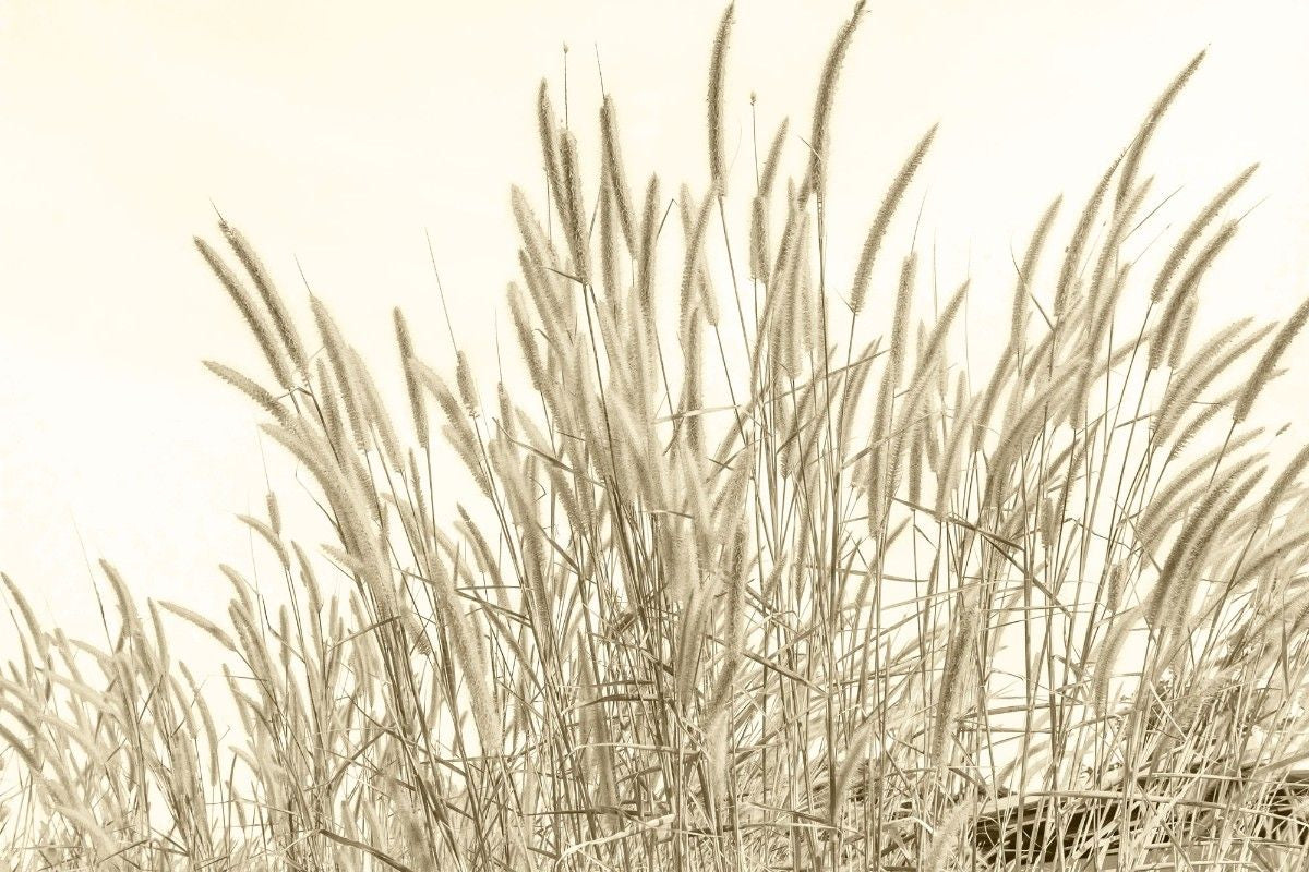 Fototapet personalizat leaf cu frunze si tulpini inalte de trestie in nuante aurii ideal pentru a adauga textura si un sentiment de inaltime spatiului golden reed