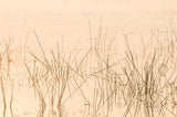 Fototapet personalizat leaf cu iarba acvatica fina reflectata in apa intr o lumina calda perfecta pentru o atmosfera senina si luminoasa water grass light