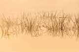 Fototapet personalizat leaf cu cu iarba acvatica in reflexia apei in nuante intunecate evocand o ambianta misterioasa si relaxanta water grass dark