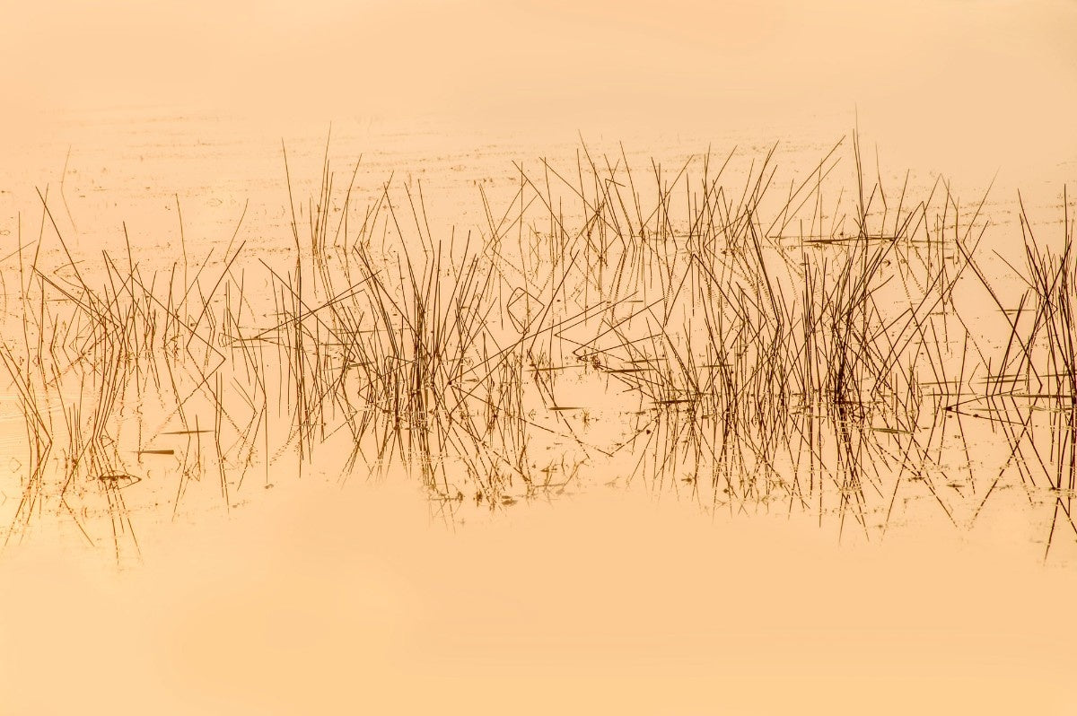Fototapet personalizat leaf cu cu iarba acvatica in reflexia apei in nuante intunecate evocand o ambianta misterioasa si relaxanta water grass dark