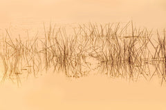 Fototapet personalizat leaf cu cu iarba acvatica in reflexia apei in nuante intunecate evocand o ambianta misterioasa si relaxanta water grass dark