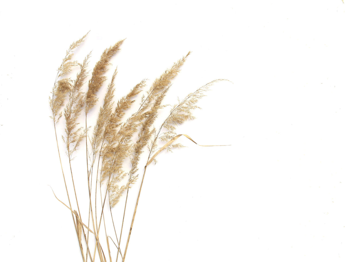 Tapet Personalizat Leaf cu trestie de camp pe fundal alb - MINIMALIST REEDS