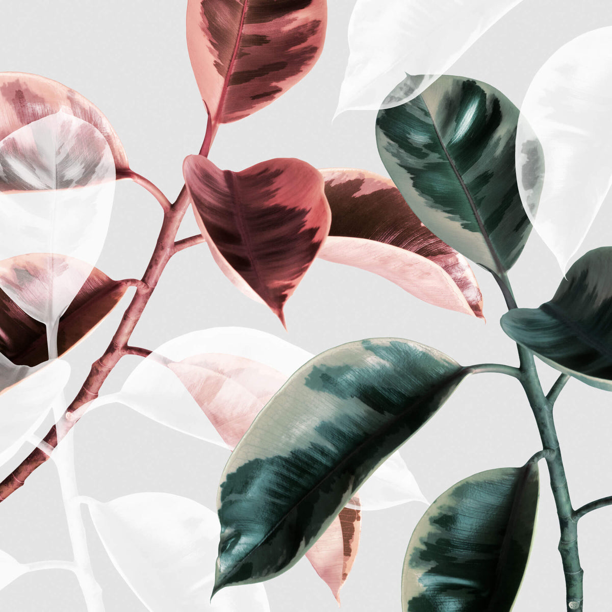 Tapet Personalizat Leaf cu frunze de ficus in nuante de rosu si verde - CONTRAST FICUS