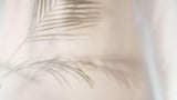 Tapet Personalizat Leaf cu frunza de palmier difuza in fundal rozaliu - SOFT VEIL LEAF II
