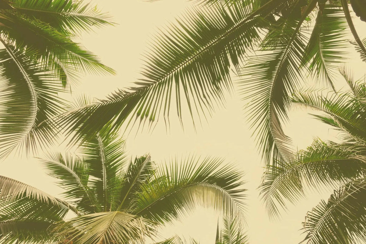 Tapet tropical personalizat cu frunze tropicale de palmieri majestic verzi pe fundal cald insorit golden hour