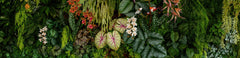 Fototapet personalizat Tropical cu plante tropicale si pasari - BOTANIC PLANT WALL