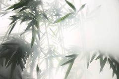 Tapet Zen Oriental cu bambusi aflati in ceata - STEAMY BAMBOO