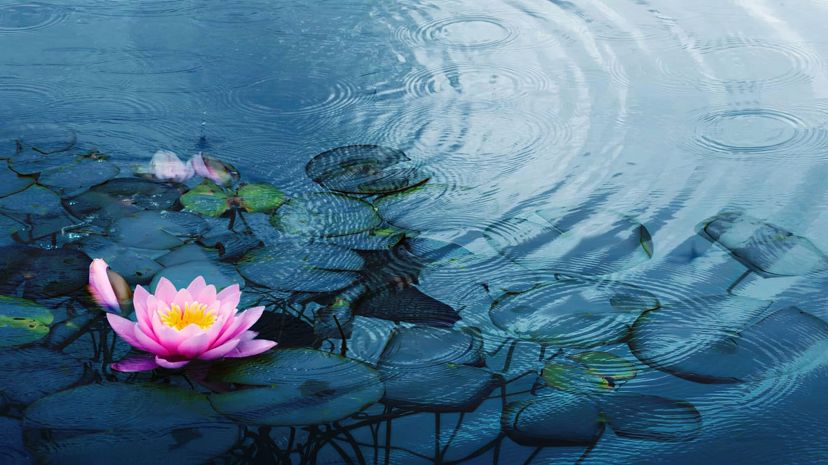 Fototapet Zen Oriental cu floare de lotus roz aflata in ploaie - RAINY PINK LOTUS