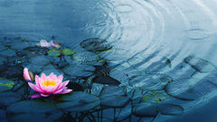 Fototapet Zen Oriental cu floare de lotus roz aflata in ploaie - RAINY PINK LOTUS