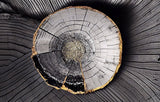Tapet Personalizat Wood cu sectiune rotunda de lemn intr-o textura abstracta tip plaster - PLASTER WOOD